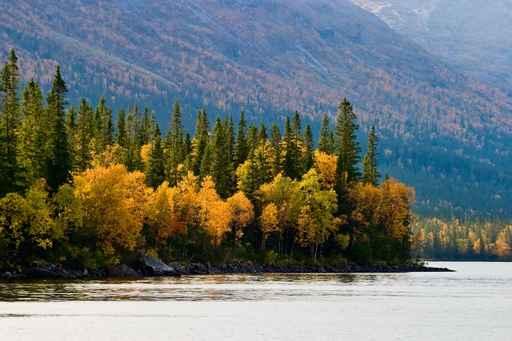 Autumn Forest Wall Decal Design 2