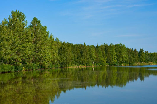 Reflection Trees Lake Vaasa