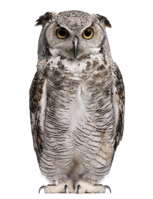 Great Horned Owl Bubo Virginianus Subarcticus Wall Decal