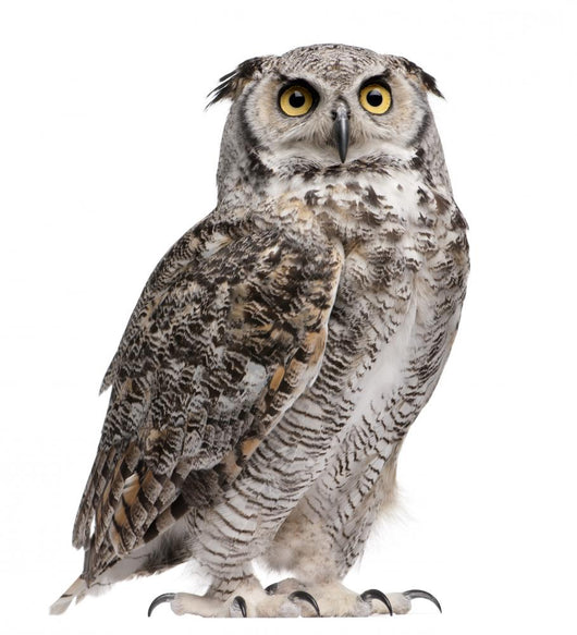 Great Horned Owl, Bubo Virginianus Subarcticus Wall Decal