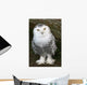Snowy Owl Wall Mural