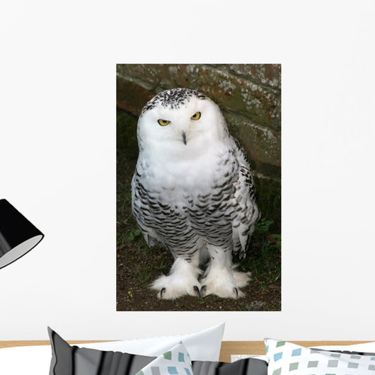 Snowy Owl Wall Mural
