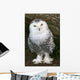 Snowy Owl Wall Mural