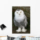 Snowy Owl Wall Mural