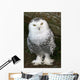 Snowy Owl Wall Mural