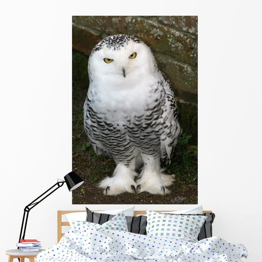 Snowy Owl Wall Mural