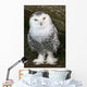Snowy Owl Wall Mural