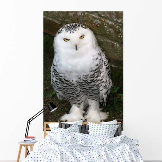 Snowy Owl Wall Mural