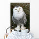 Snowy Owl Wall Mural