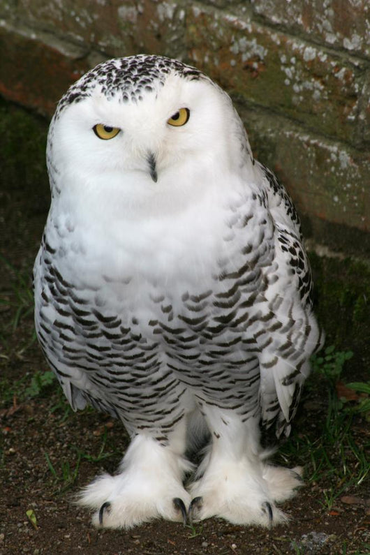 Snowy Owl Wall Mural