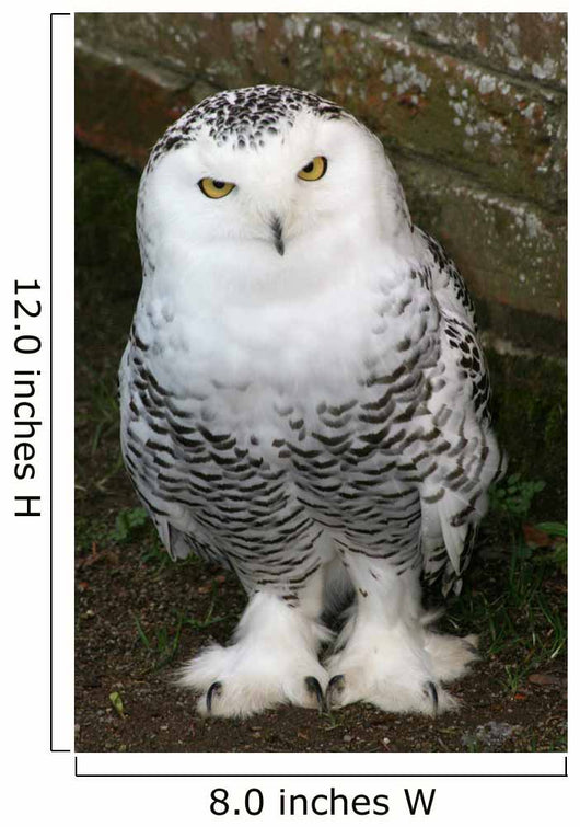Snowy Owl Wall Mural