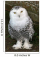 Snowy Owl Wall Mural