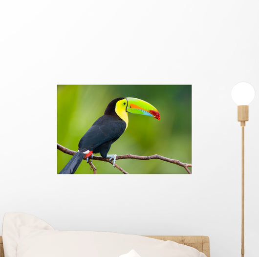 Keel Billed Toucan from