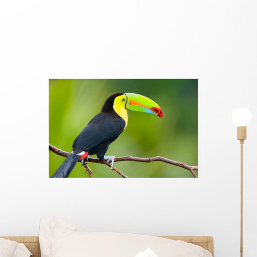 Keel Billed Toucan from