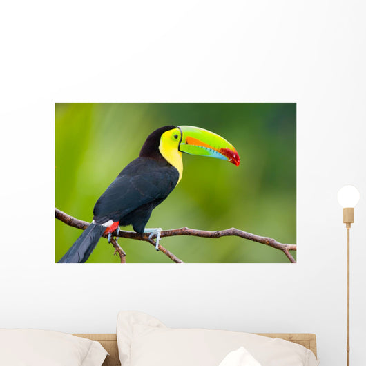 Keel Billed Toucan from