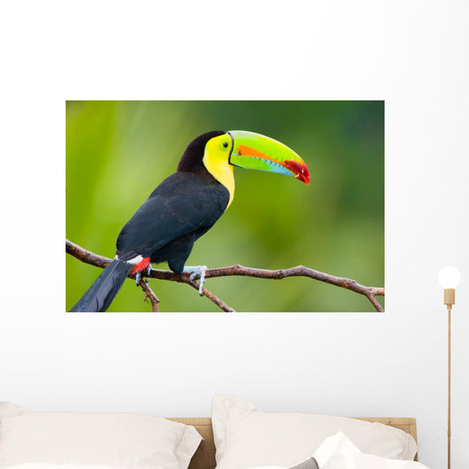 Keel Billed Toucan from