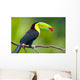 Keel Billed Toucan from