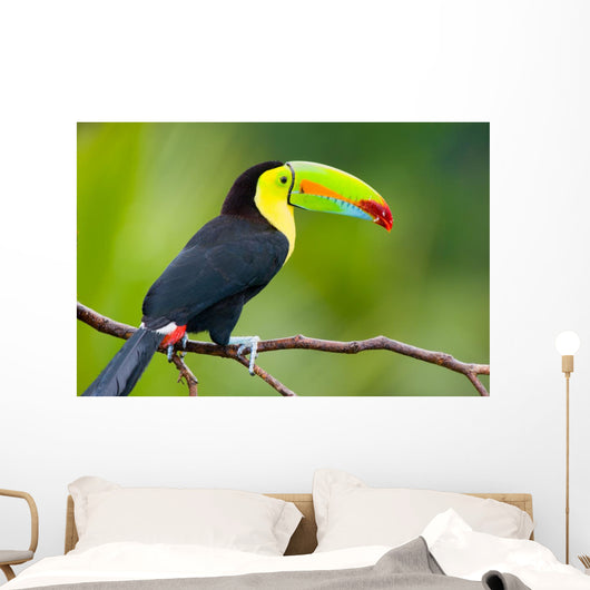 Keel Billed Toucan from