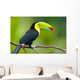 Keel Billed Toucan from