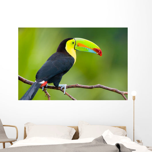 Keel Billed Toucan from