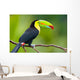 Keel Billed Toucan from
