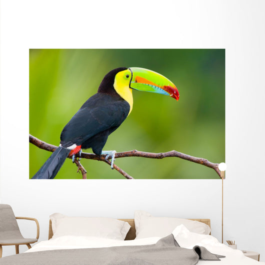 Keel Billed Toucan from