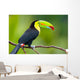Keel Billed Toucan from