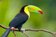Keel Billed Toucan from