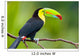 Keel Billed Toucan from