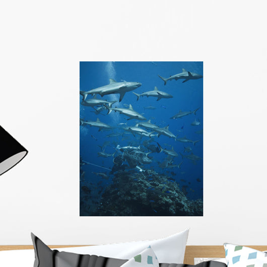 Grey Reef Sharks Shark