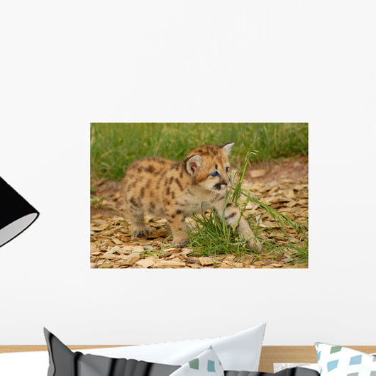 baby leopard Wall Mural