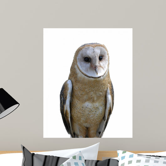 Barn owl isolation Wall Decal