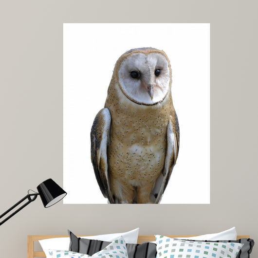 Barn owl isolation Wall Decal