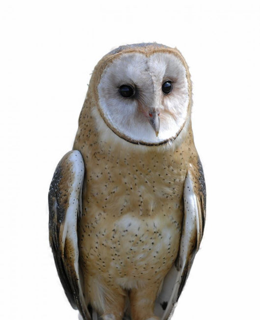 Barn owl isolation Wall Decal