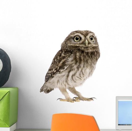 Little Owl Wall Decal