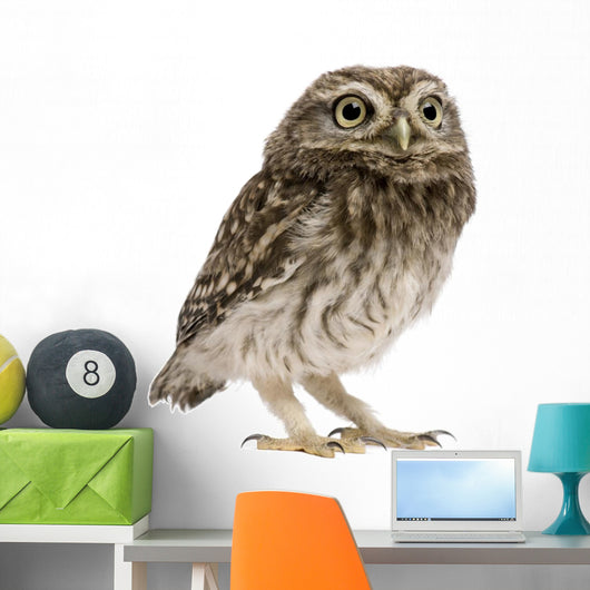 Little Owl Wall Decal