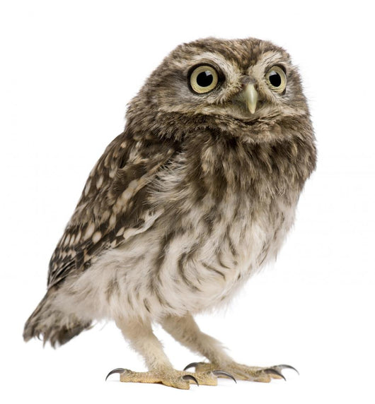 Little Owl Wall Decal