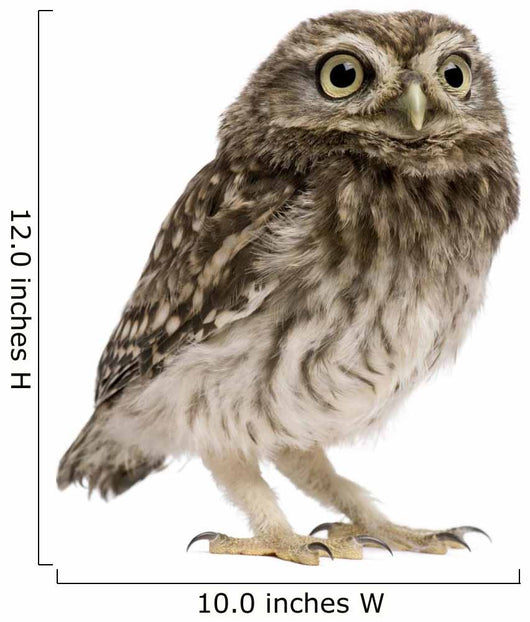 Little Owl Wall Decal