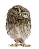 Little Owl Wearing Magnifying Glass Athene Noctua Wall Decal
