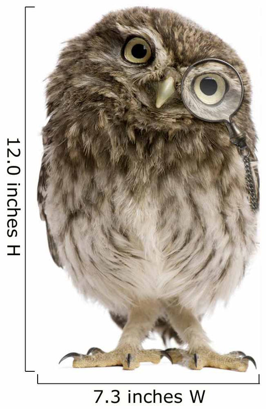Little Owl Wearing Magnifying Glass Athene Noctua Wall Decal