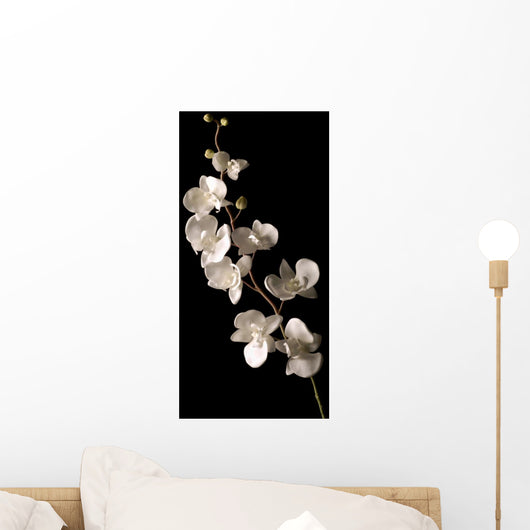 white orchid isolated over black background Wall Mural