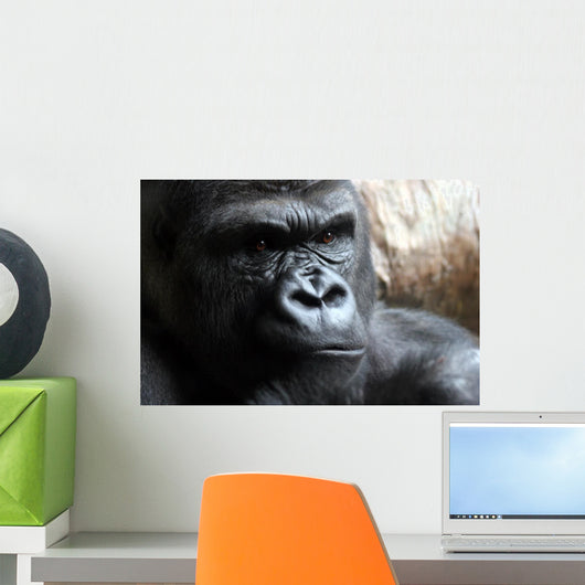 Portrait of a Male Gorilla Wall Mural