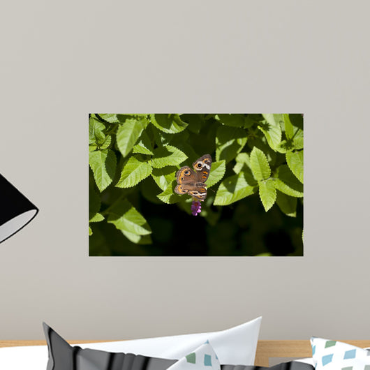 Buckeye Butterfly Wall Mural
