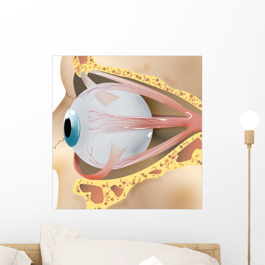 2 Eye Anatomy Wall Decal