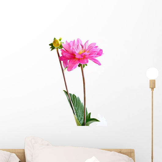 Dahlia