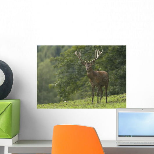 Rothirsch Wall Mural