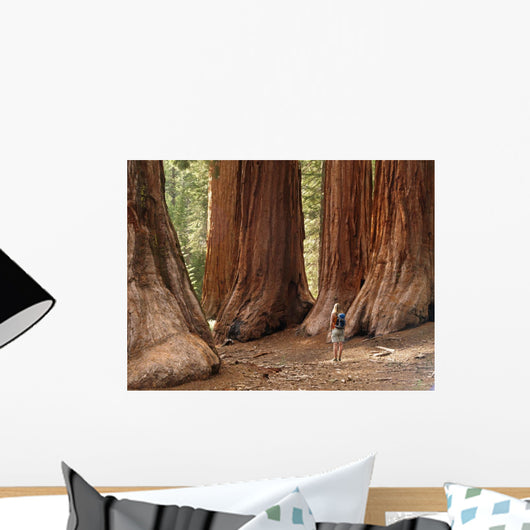 Mariposa Grove Redwoods Wall Mural
