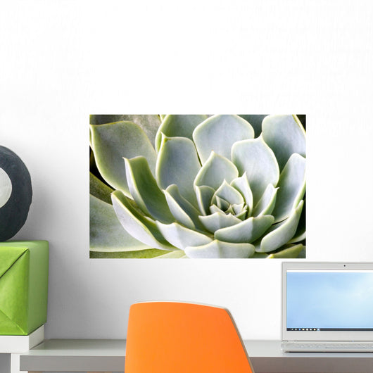 succulents Wall Mural