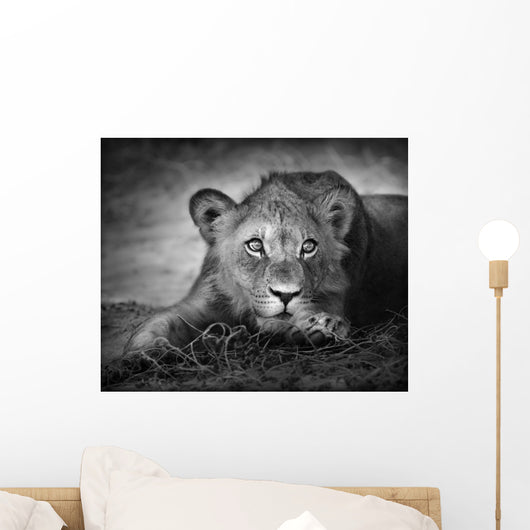 Young Lion Portrait Wall Mural