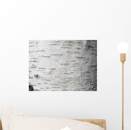 Birch bark - birch bark Wall Mural